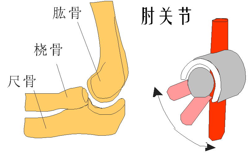 肘关节.jpg