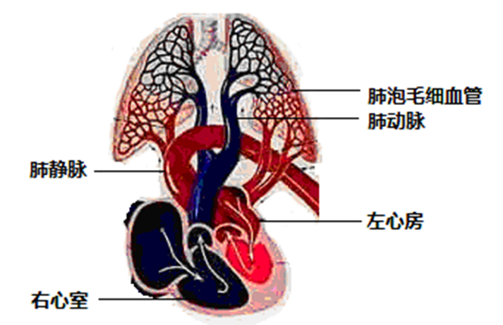 心肺功能.jpg